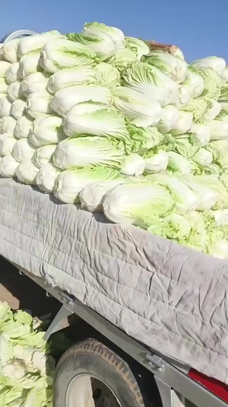 青杂三号大白菜，大荔产地大量供应，质量好，价位低