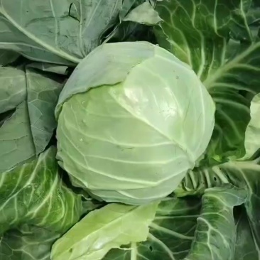 甘蓝