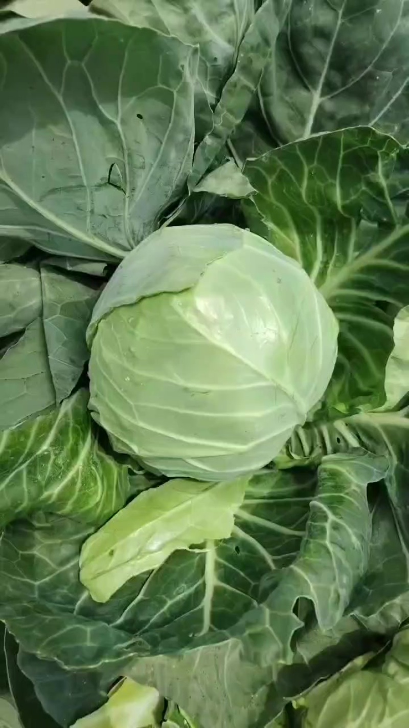 甘蓝