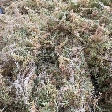 高山优质水苔
