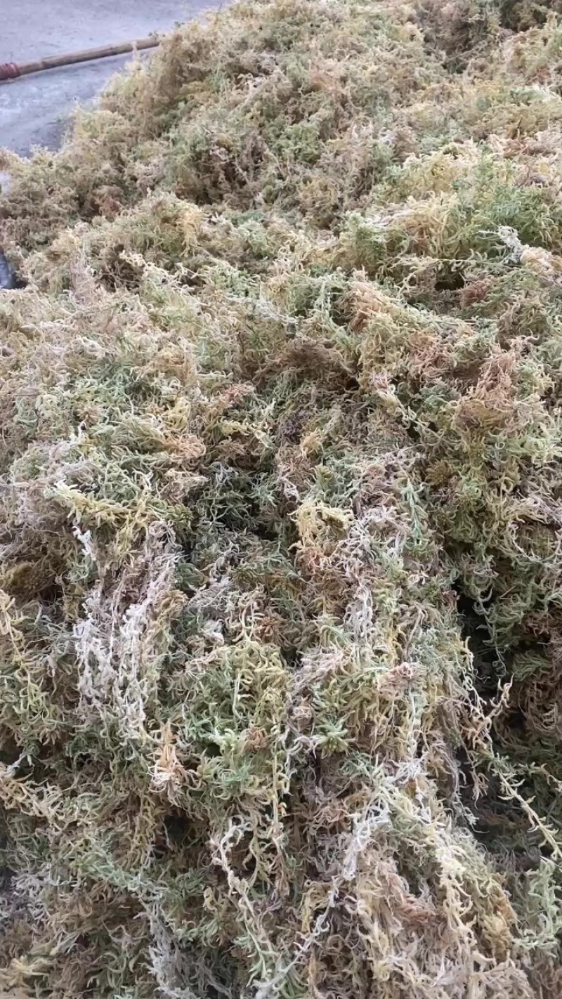 高山优质水苔