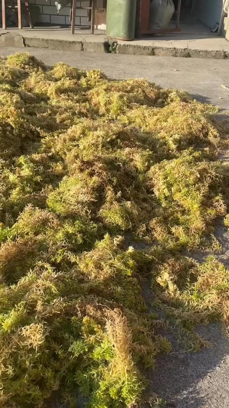 高山优质水苔