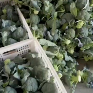 精品西兰花大量供应