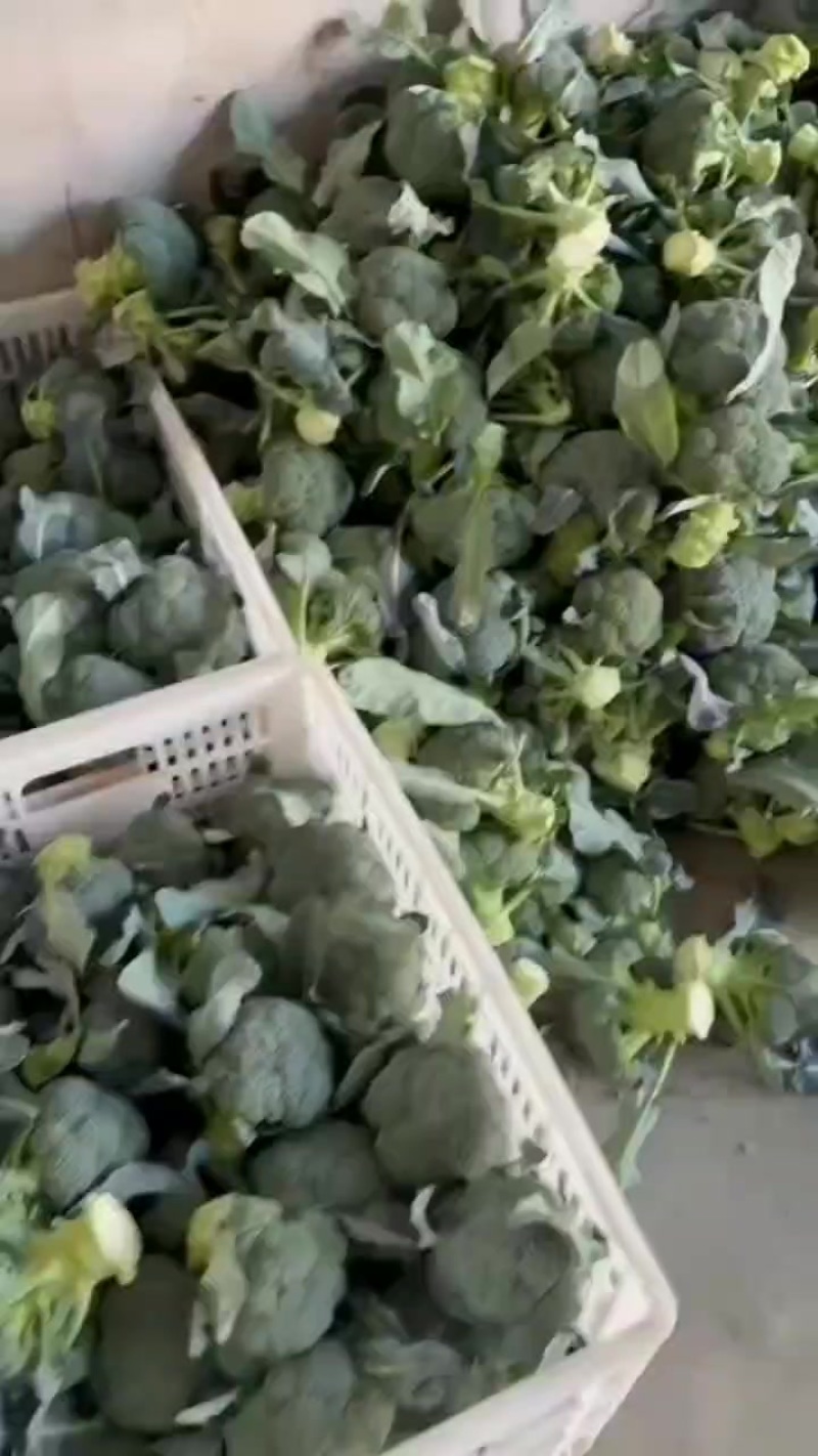 精品西兰花大量供应