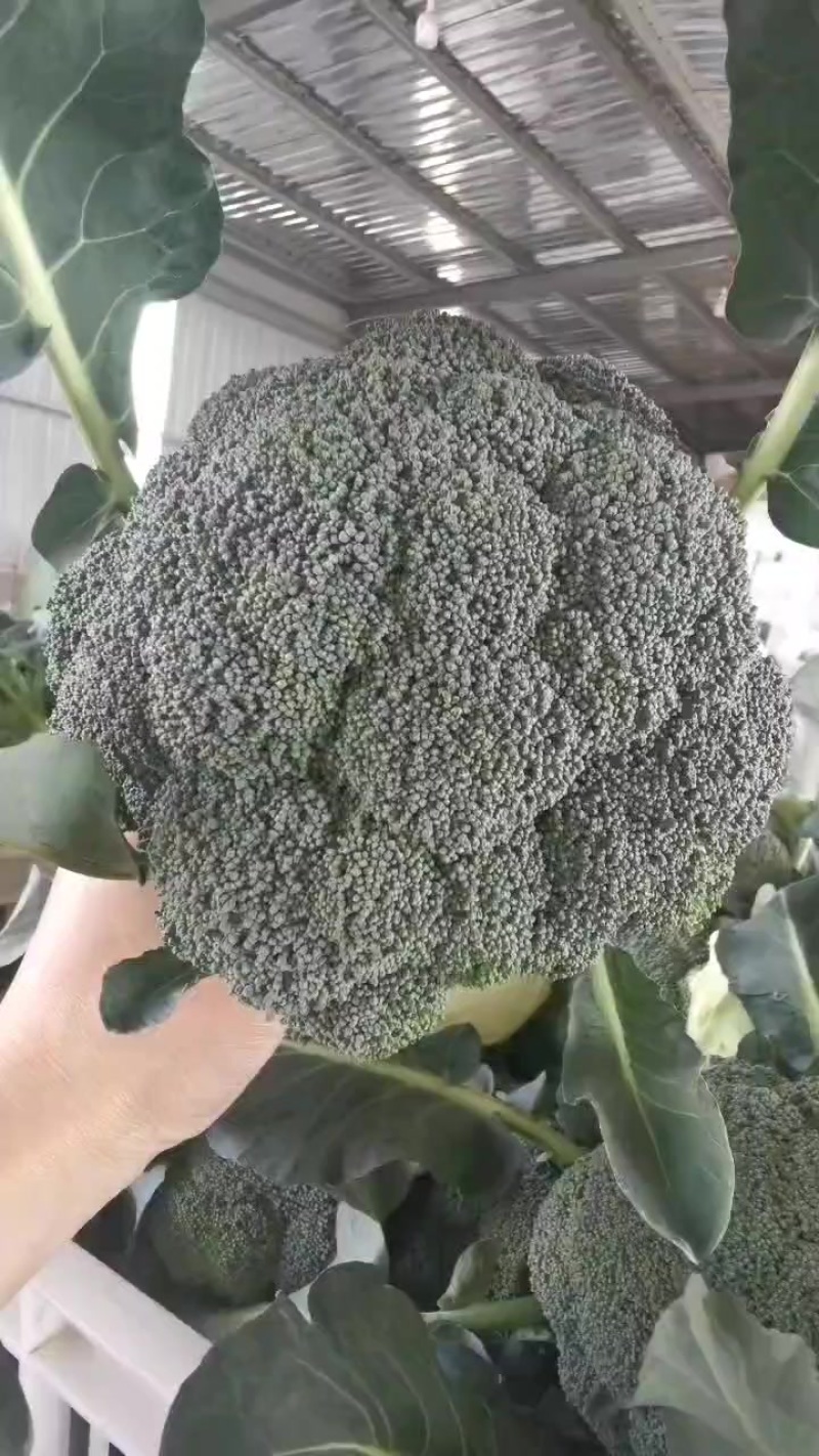 精品西兰花大量供应