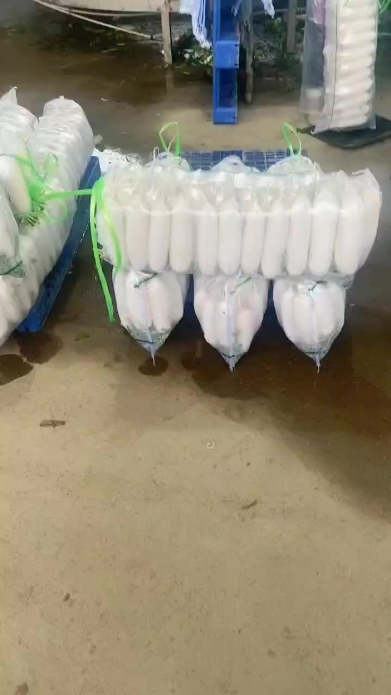 精品白萝卜大量供应中