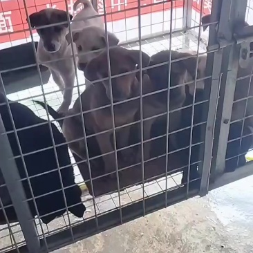 批发小狗苗，需要的来，