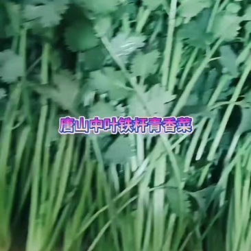 大量出售唐山铁杆青香菜