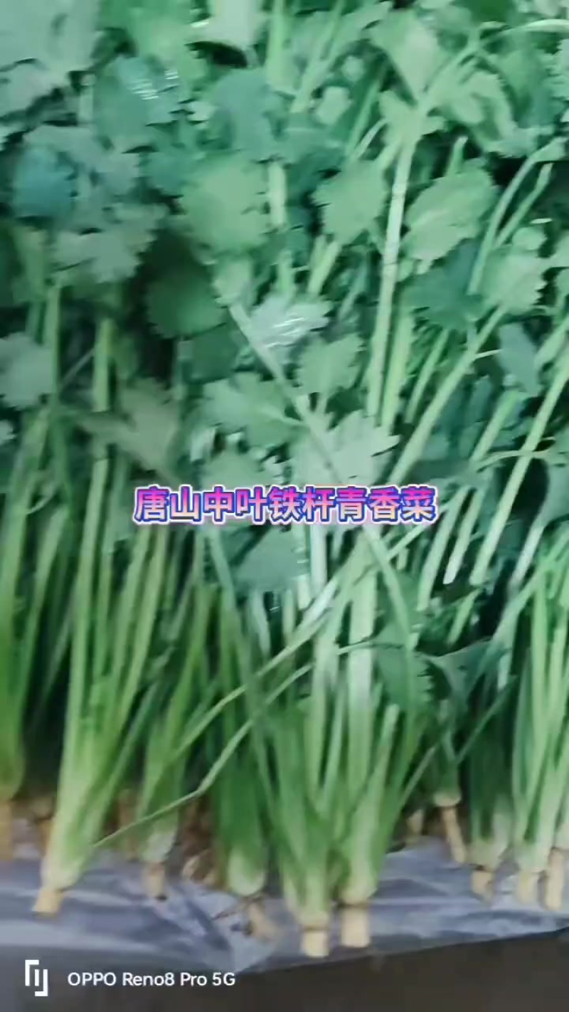 大量出售唐山铁杆青香菜