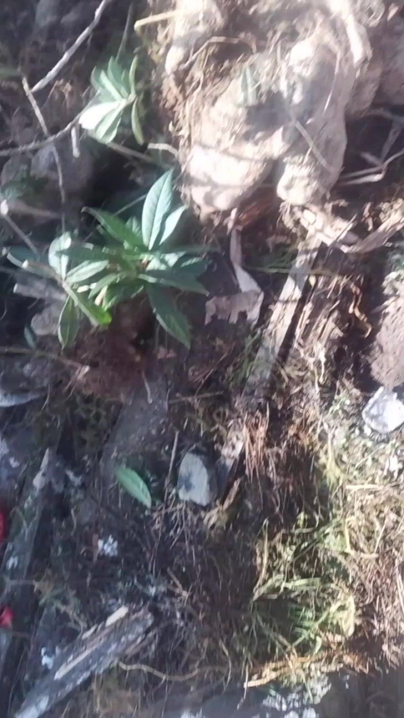 观赏树萝卜