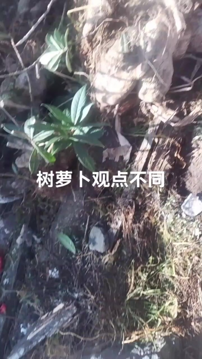 观赏树萝卜