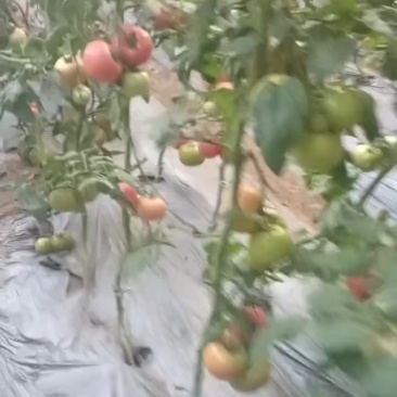 硬粉沙瓤西红柿