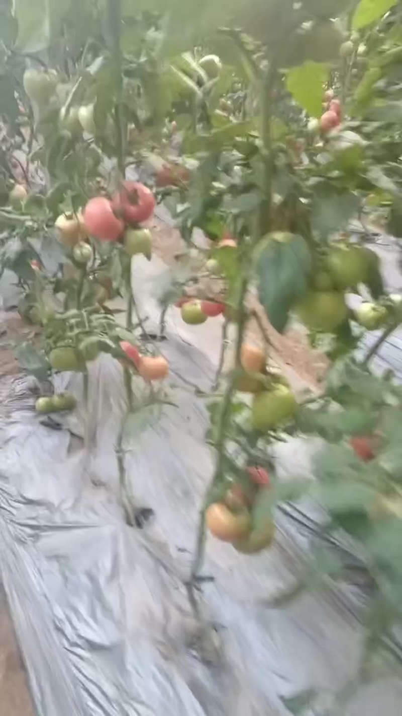 硬粉沙瓤西红柿