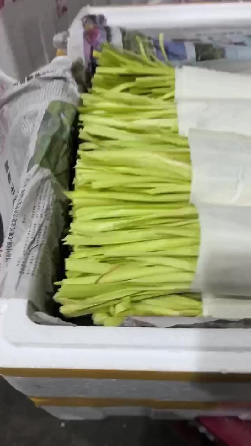 云南精品韭黄