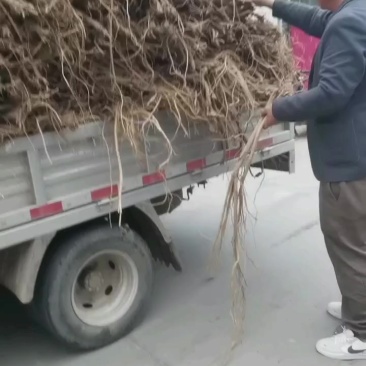 黄芪