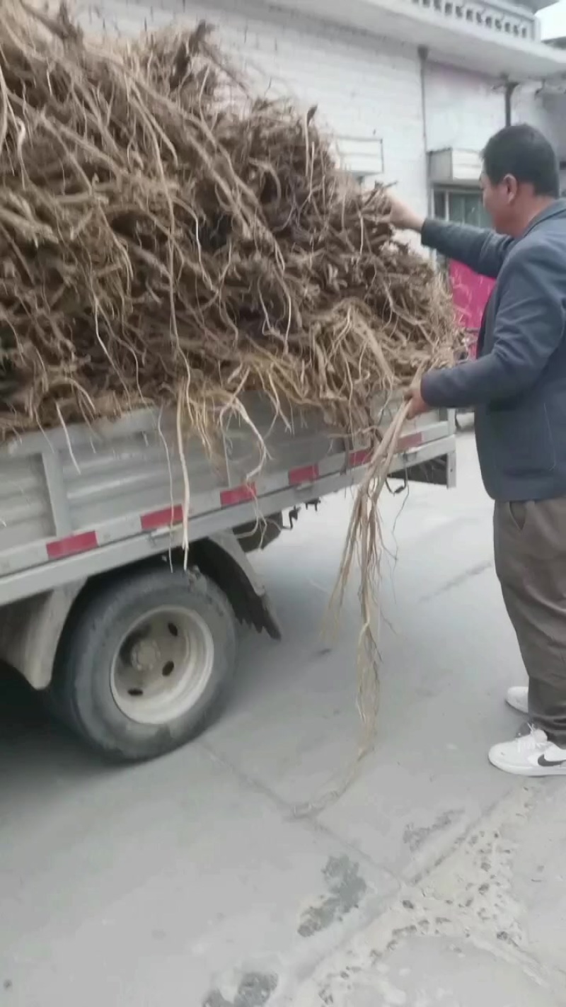 黄芪