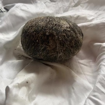 猪宝