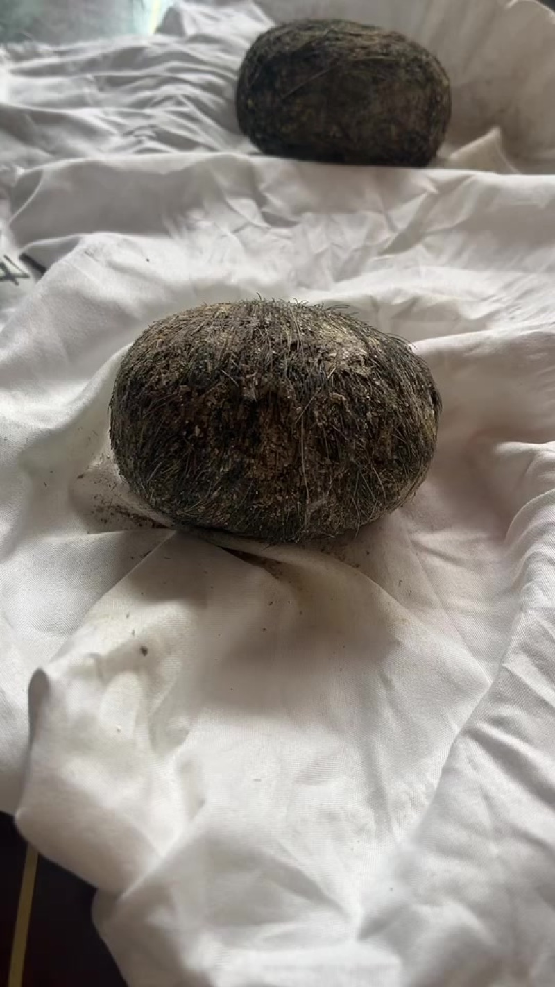 猪宝