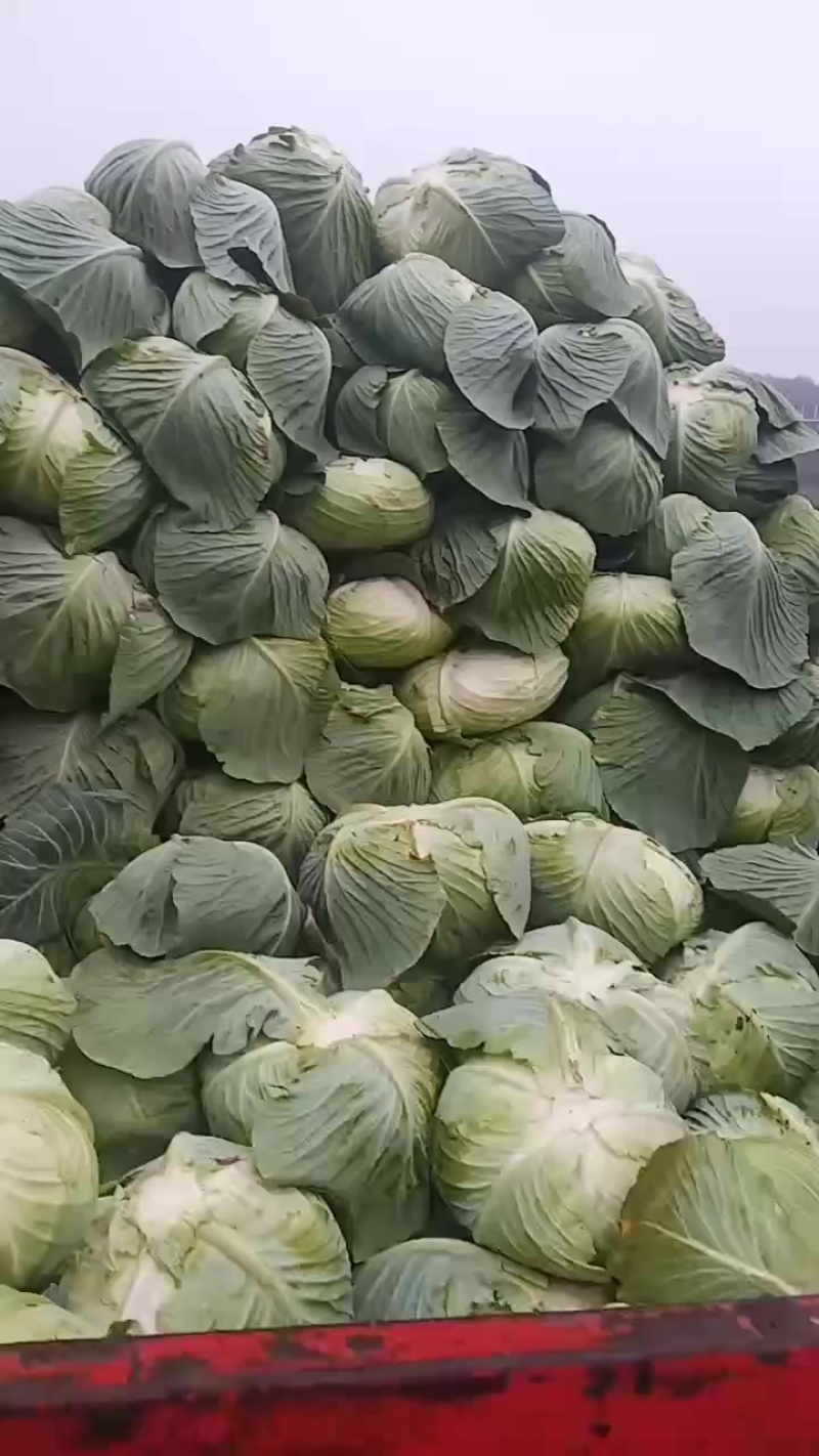 甘蓝