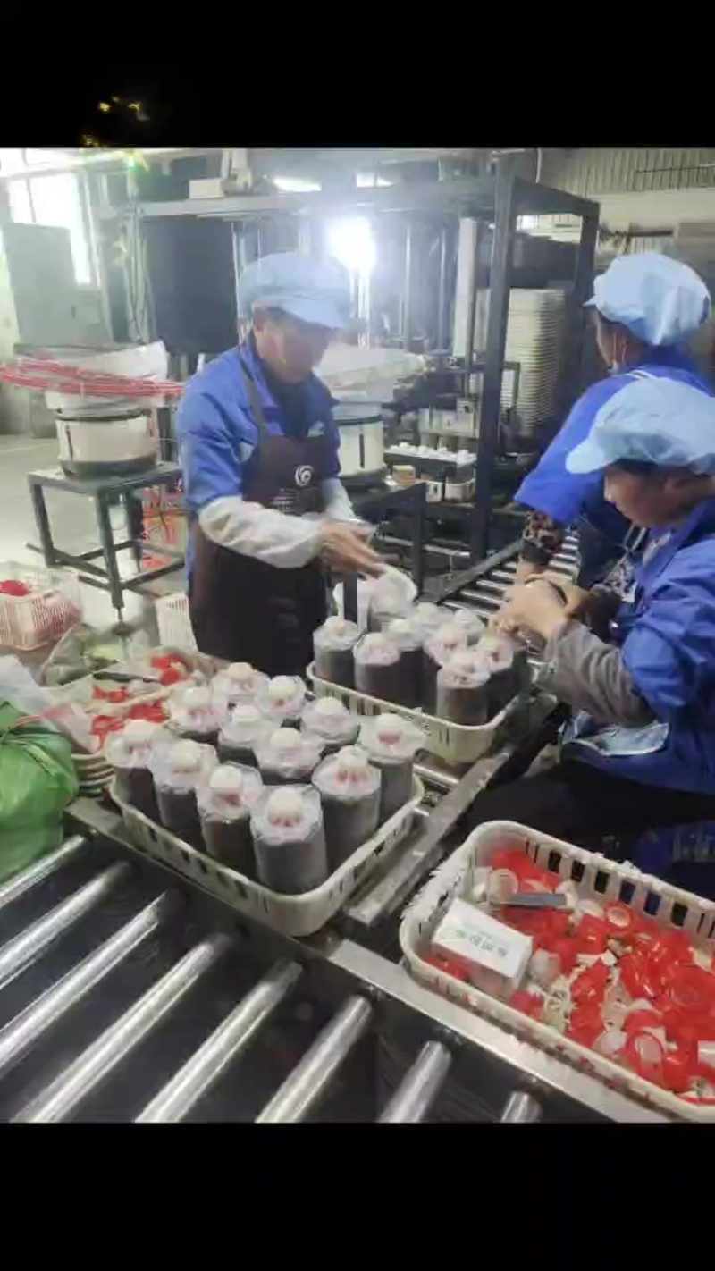 红托竹荪菌种
