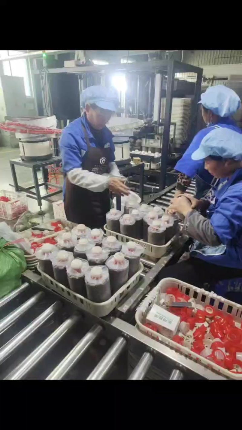 红托竹荪菌种