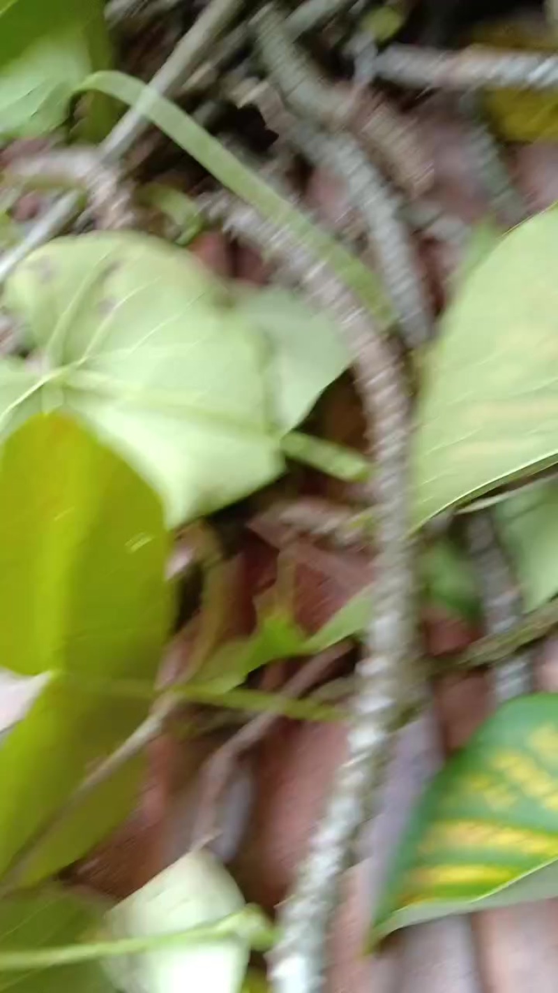 黑苦藤