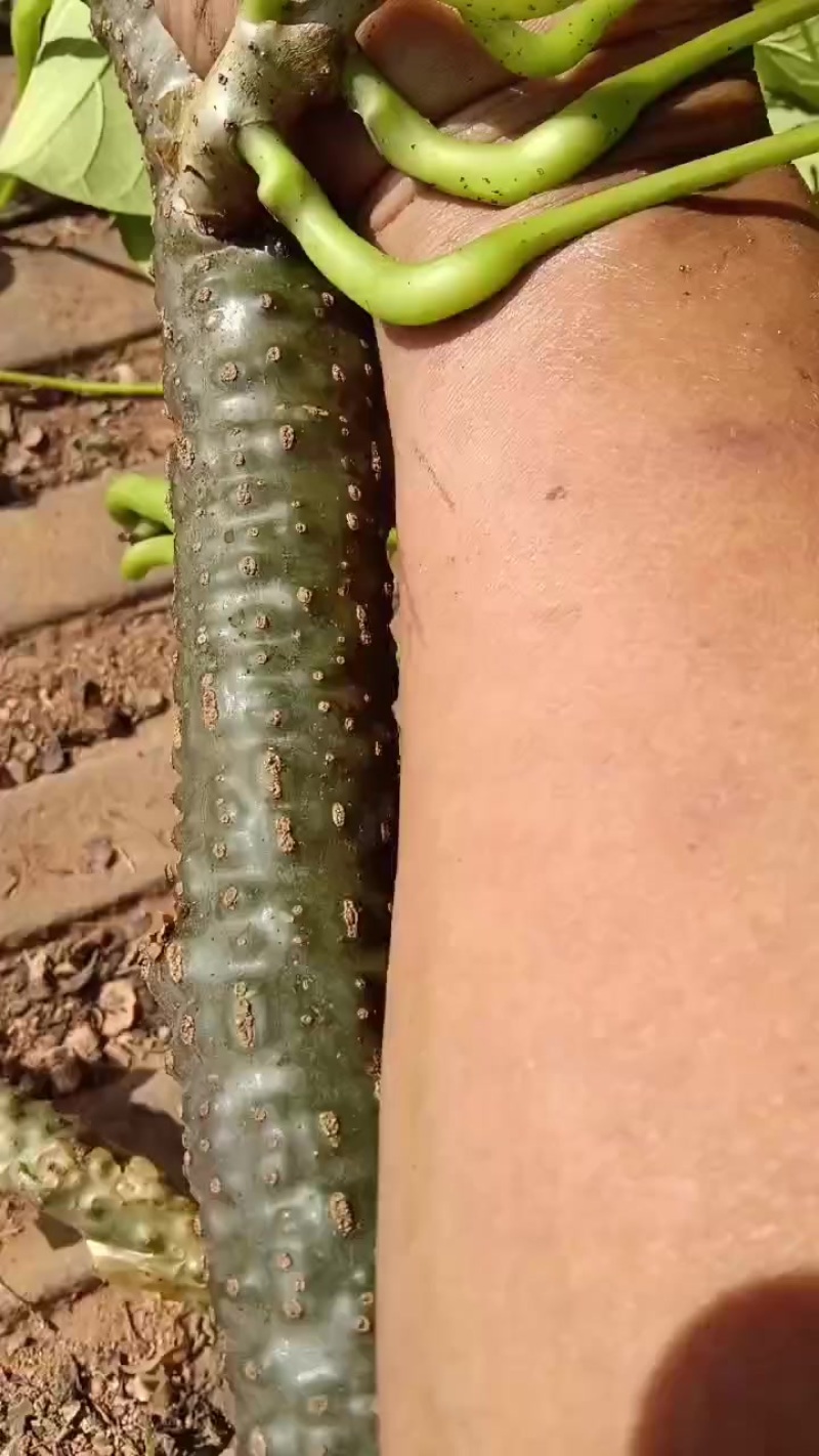 黑苦藤