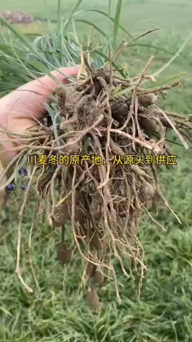 马上开挖了，开挖后价格实时更新想欢迎各位老板前来选购