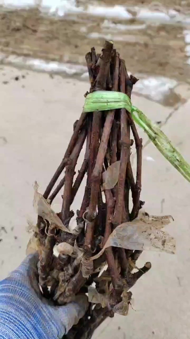 占地嫁接苗