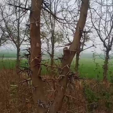 皂角树