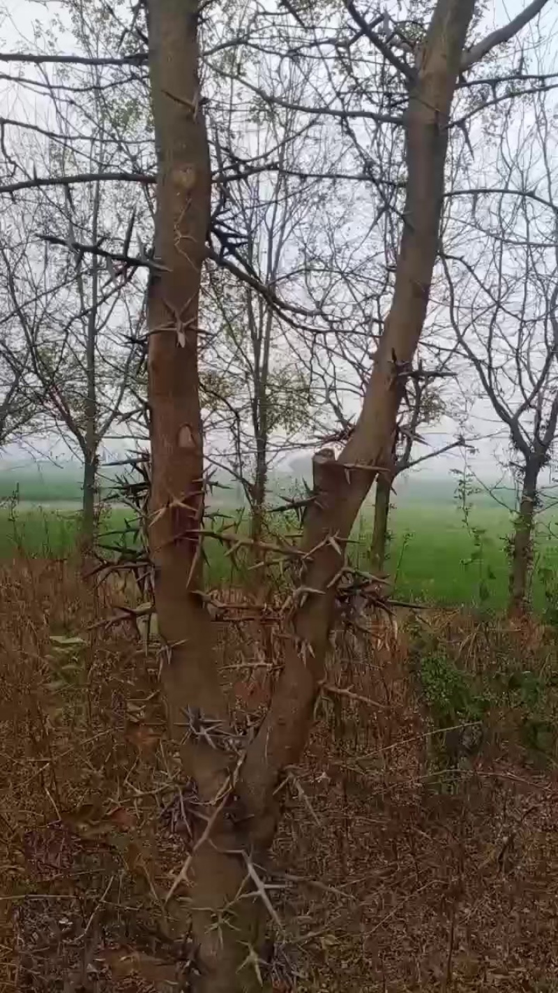 皂角树