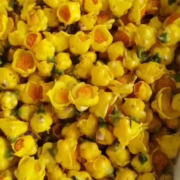 金花茶花