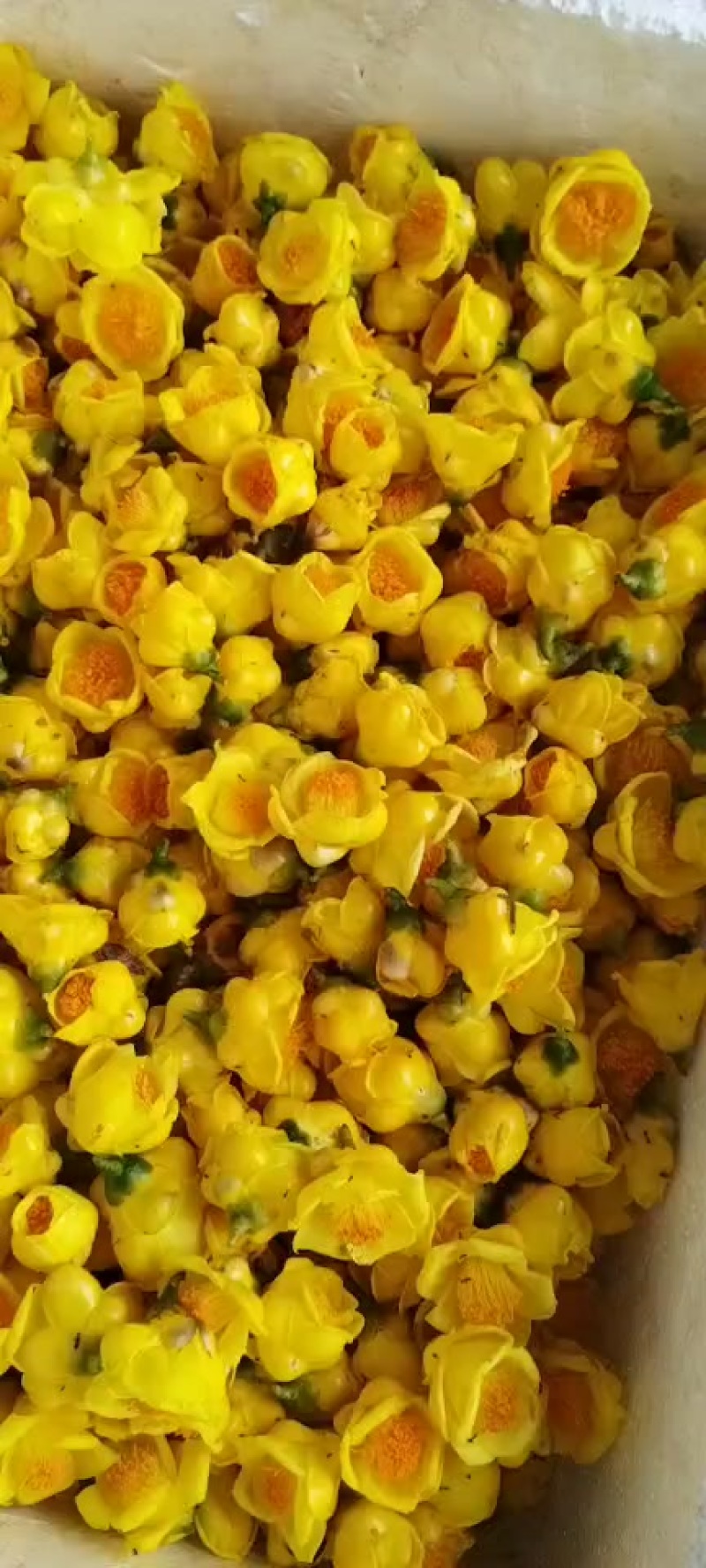 金花茶花