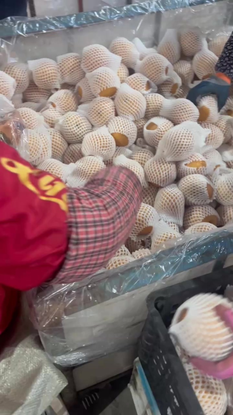 烟台莱阳正宗秋月梨大量有货