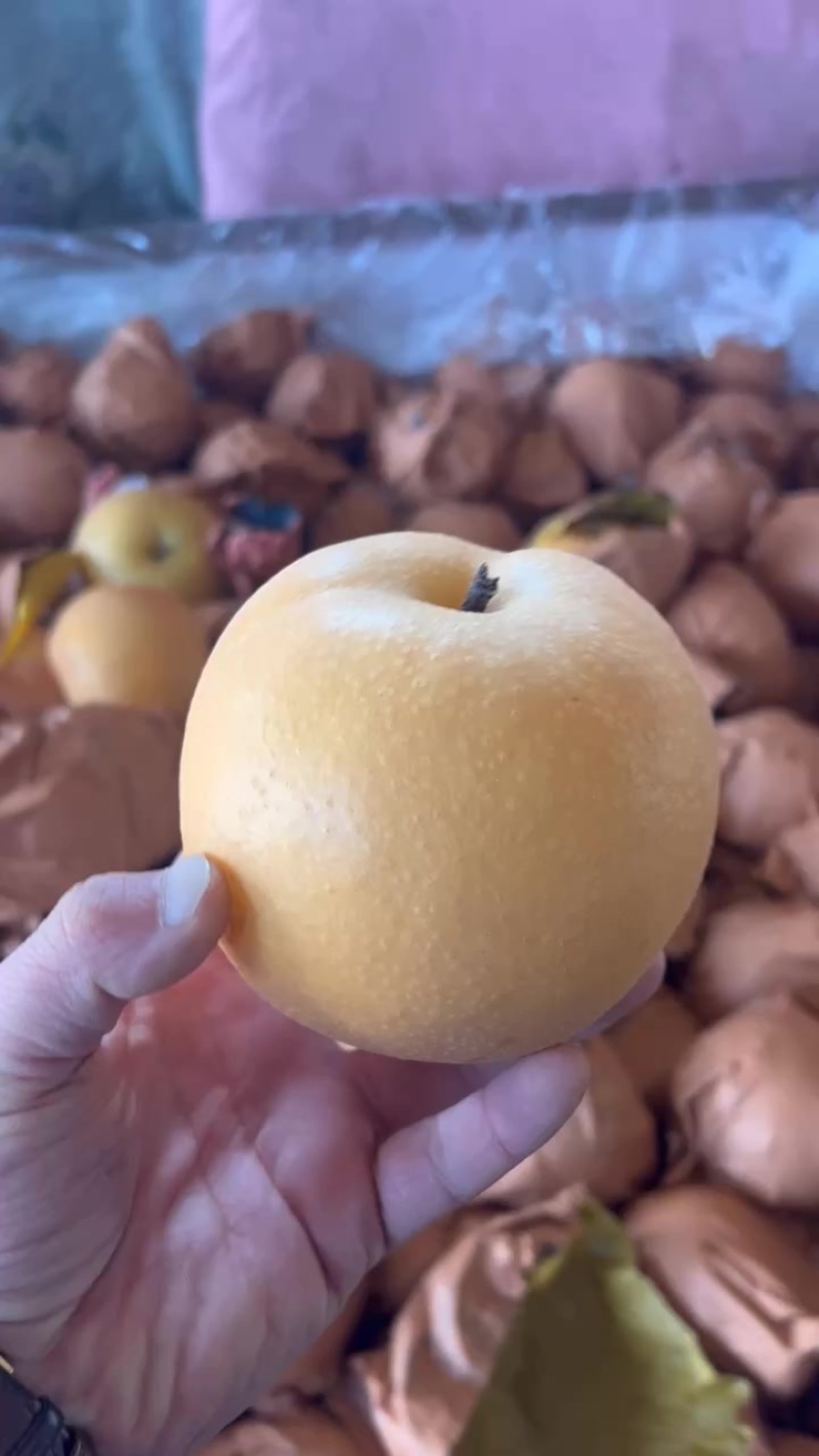 烟台莱阳正宗秋月梨大量有货