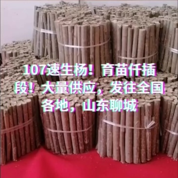 107速生杨