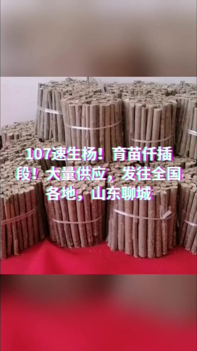 107速生杨