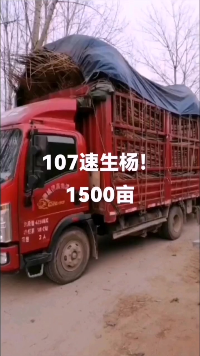 107速生杨