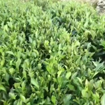 碳氢茶叶