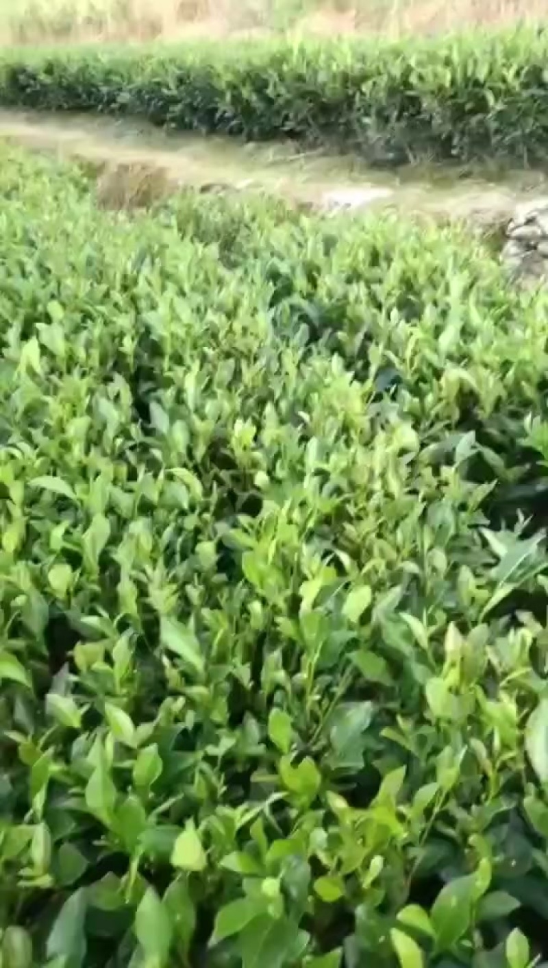 碳氢茶叶