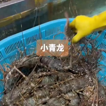 鲜活龙虾