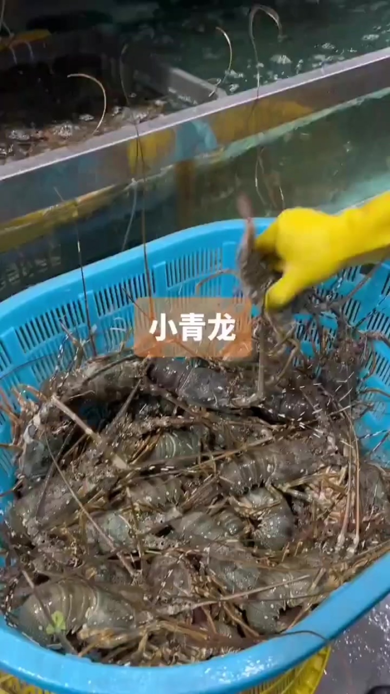 鲜活龙虾