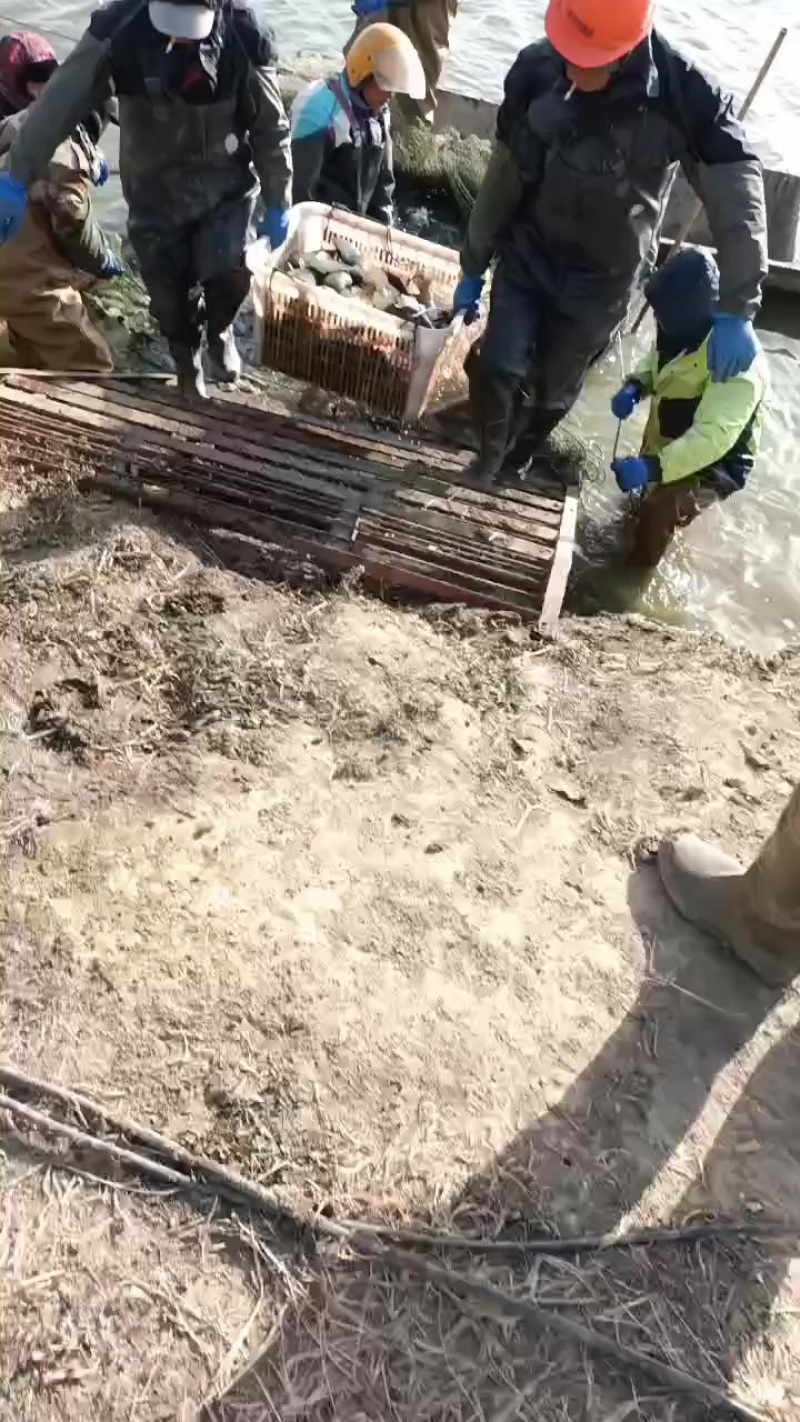 桂鱼