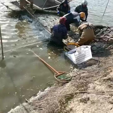 桂鱼