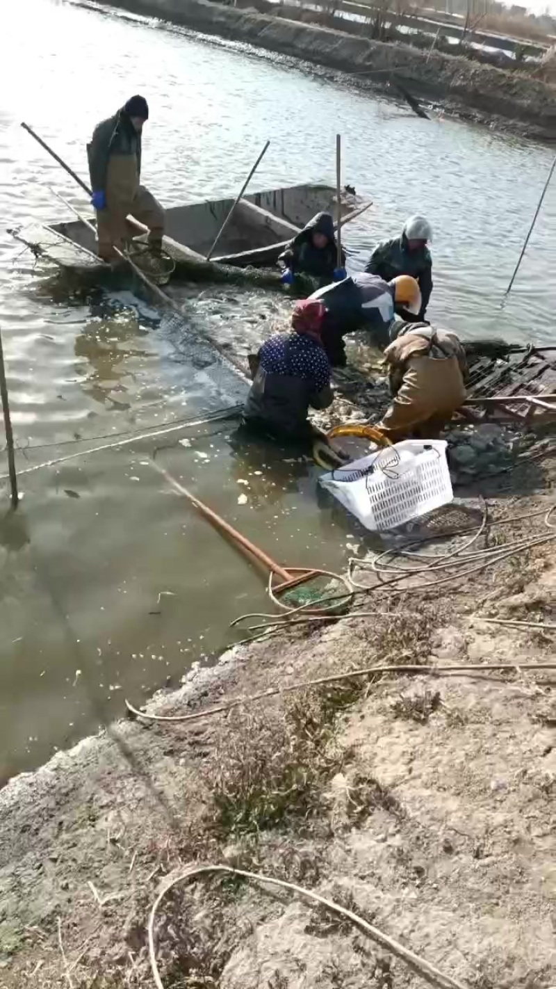 桂鱼