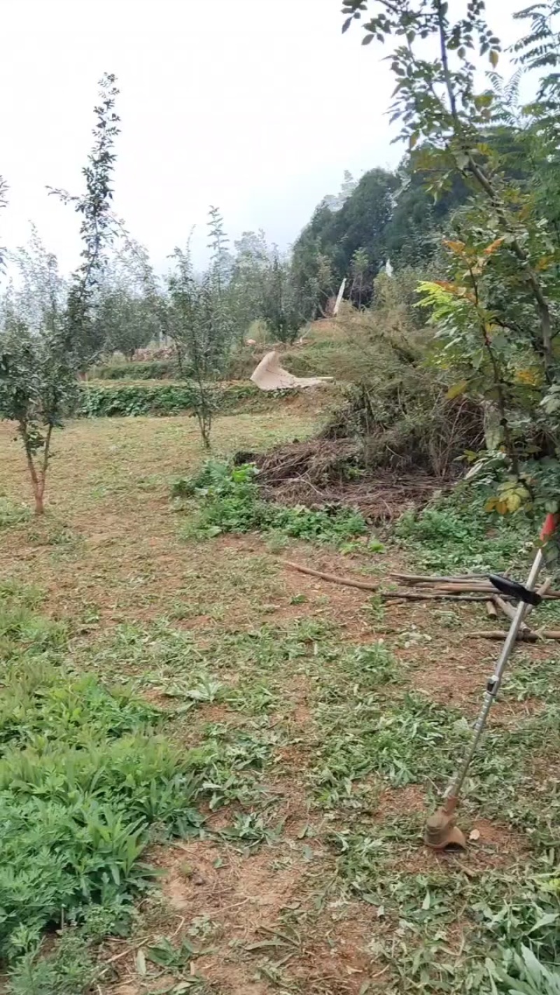 本人种的花椒，现在需要一批，高淡姓水容肥，有货原联系