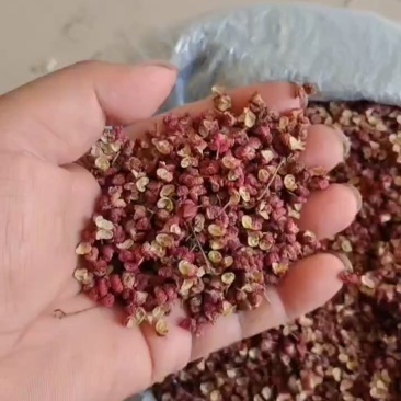 本人种的花椒，现在需要一批，高淡姓水容肥，有货原联系