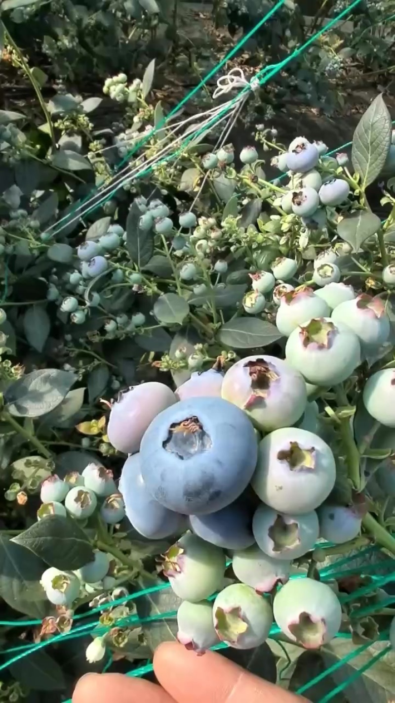 丹东L25蓝莓大量有货，市场，商超，需要好货的联系价格456