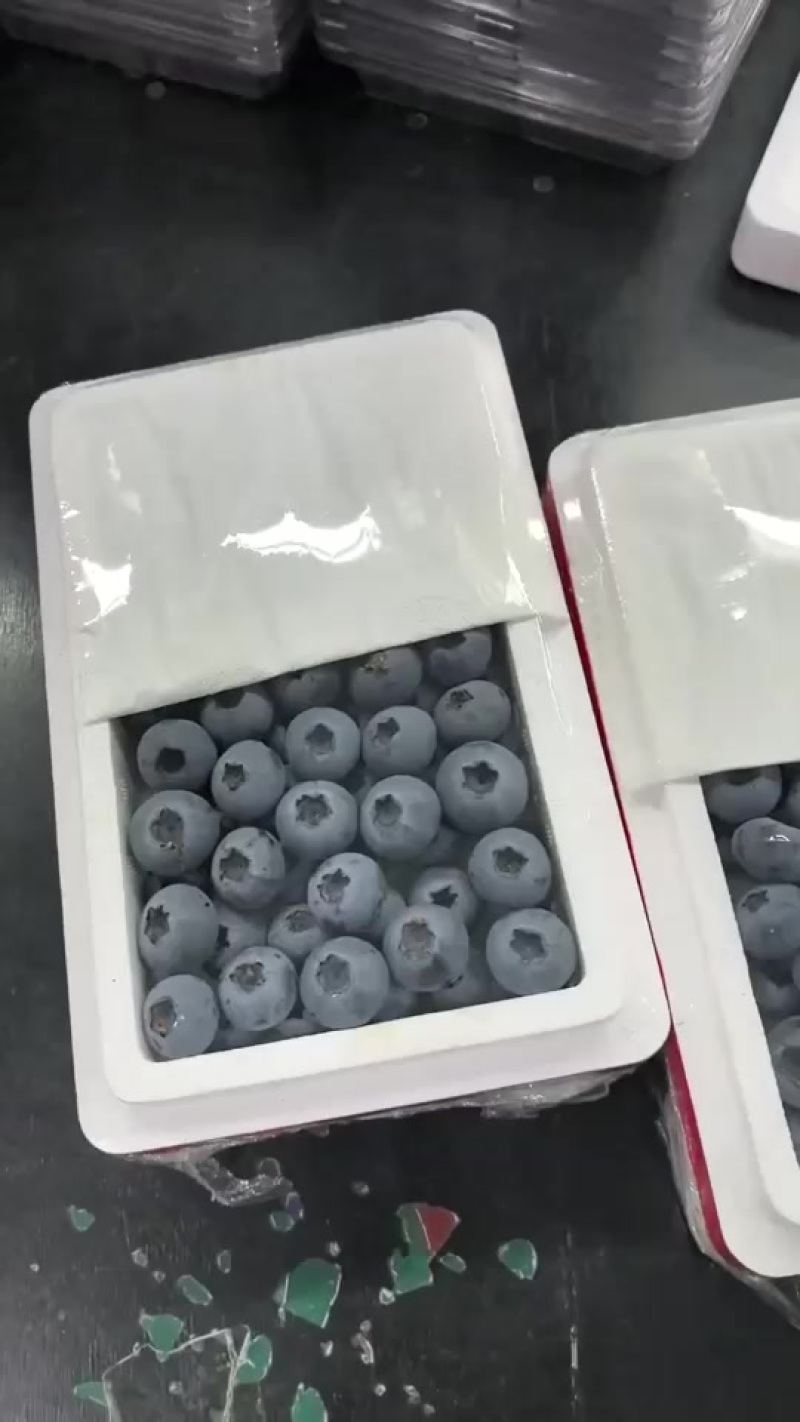 丹东L25蓝莓大量有货，市场，商超，需要好货的联系价格456