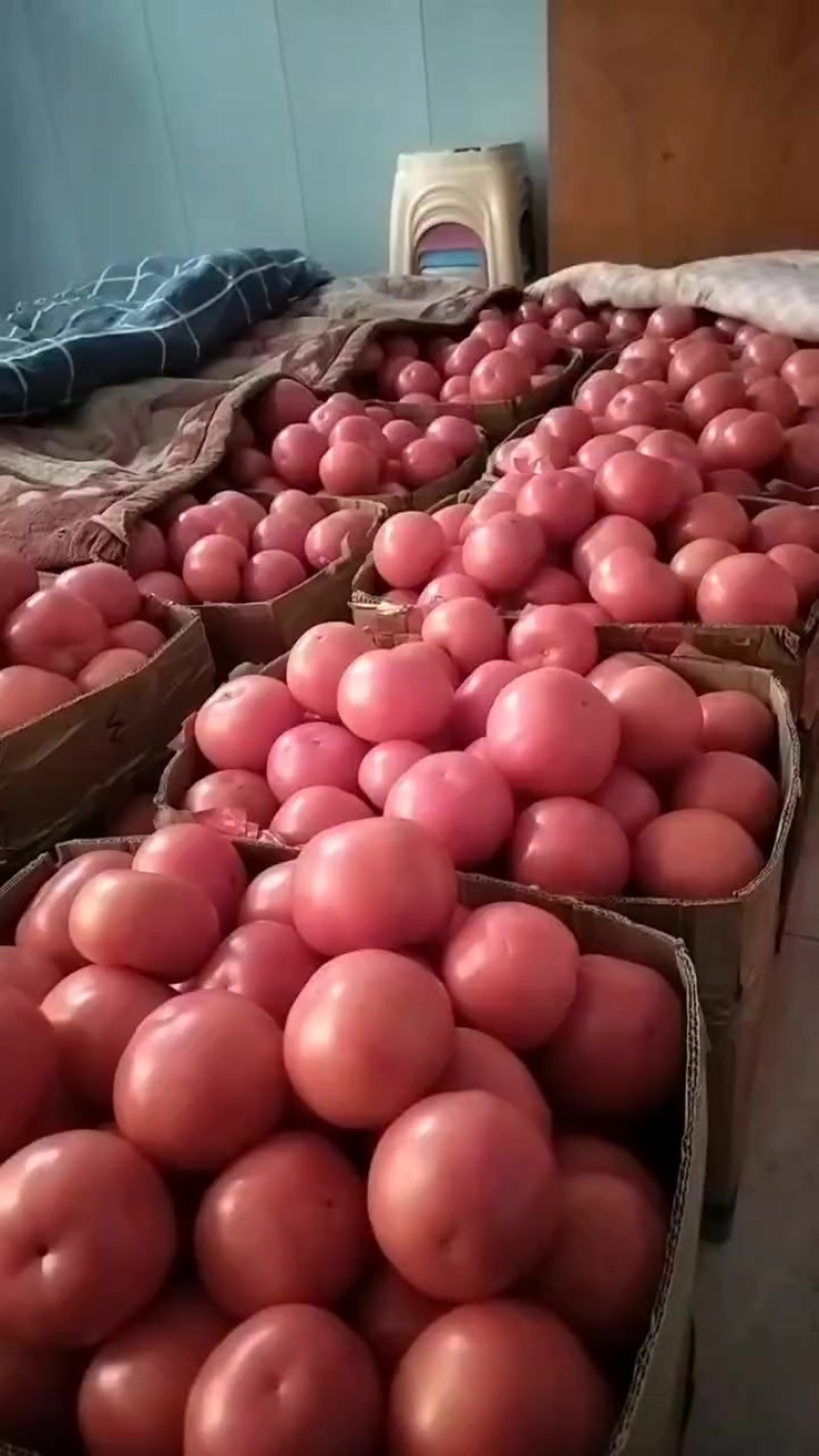 西红柿